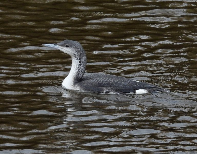 Black Throated Diver - Swineham  (6).JPG