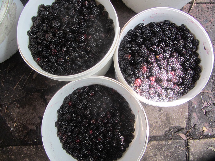 blackberries090814.jpg