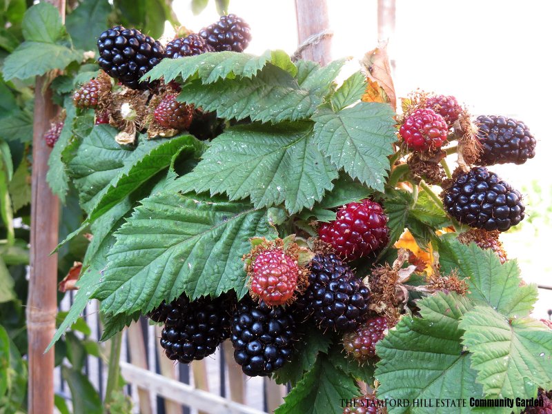 blackberry_a02.jpg