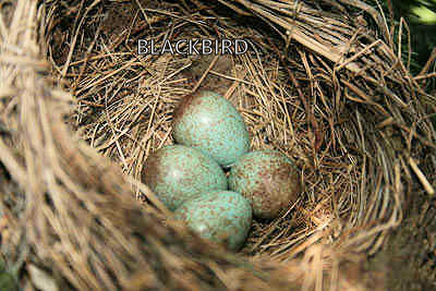 blackbird-eggs.jpg