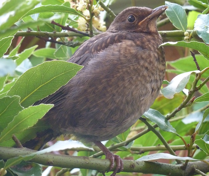 blackbird fledgie.jpg