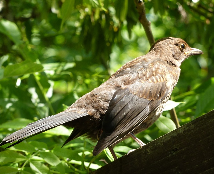 blackbird fledgling.jpg