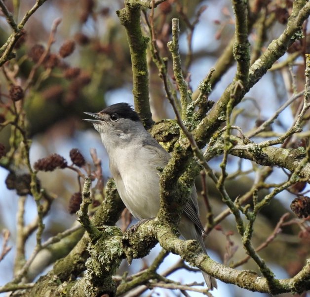 Blackcap 1.JPG