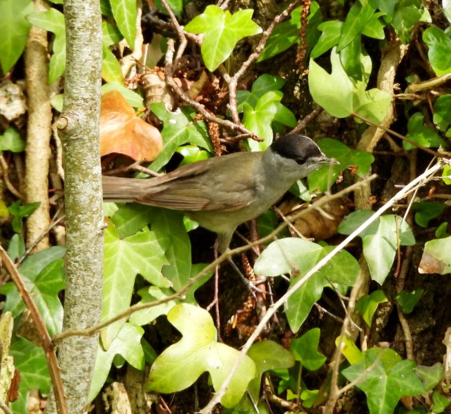 blackcap 2.JPG