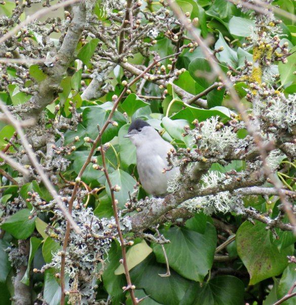 Blackcap.JPG