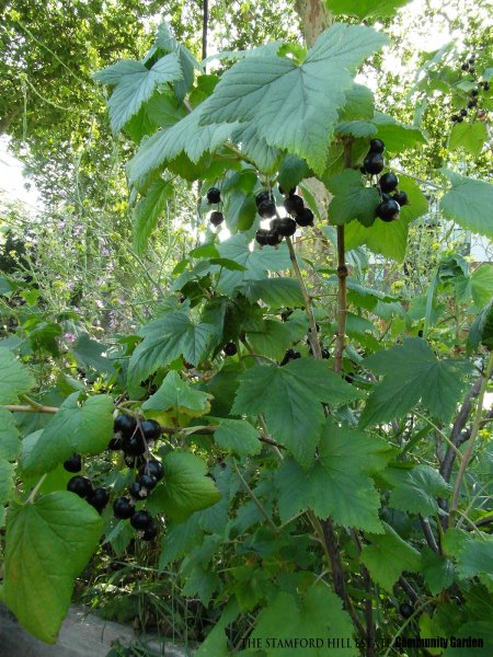 blackcurrant_05.jpg