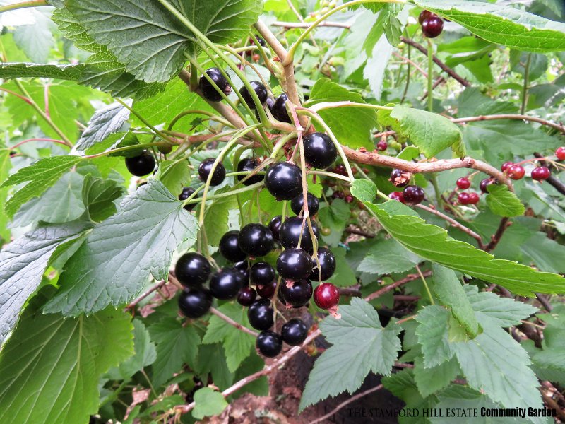 blackcurrant_a02.jpg