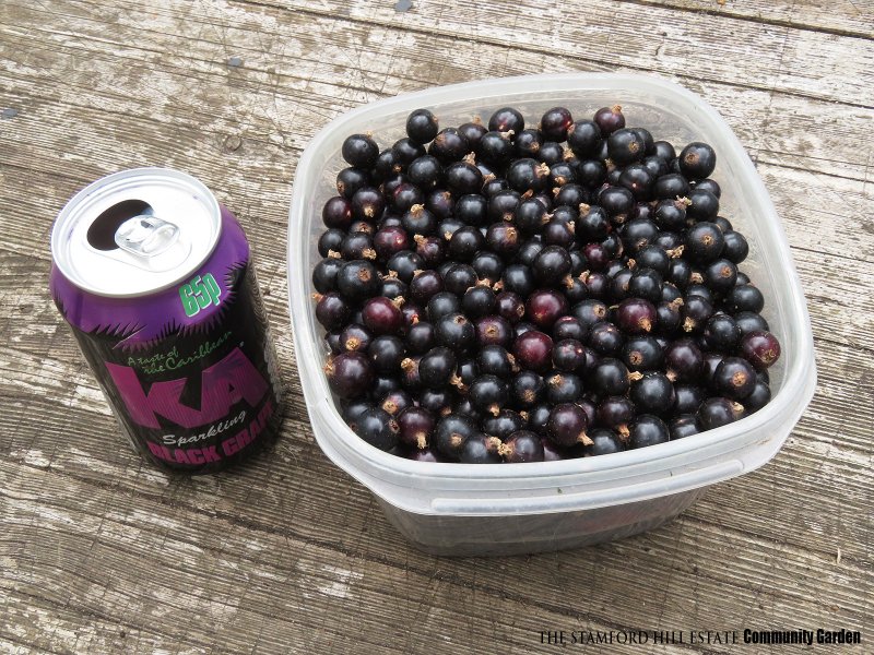 blackcurrant_a03.jpg