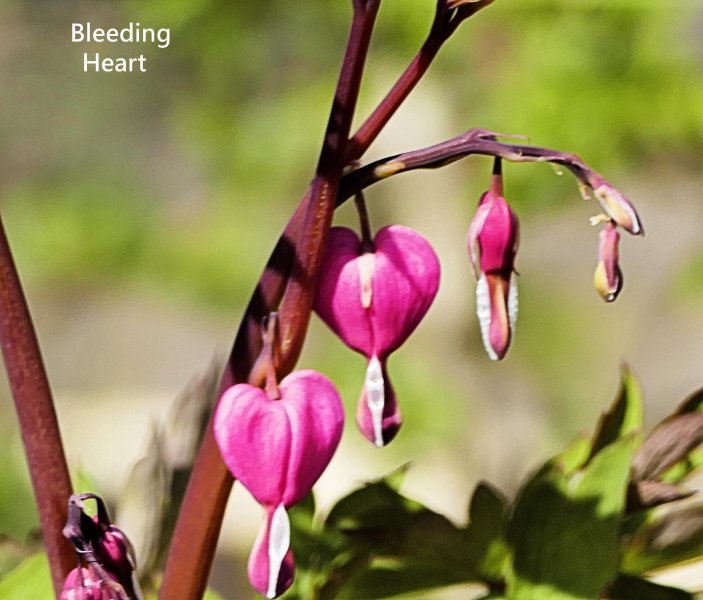 Bleeding Heart.jpg