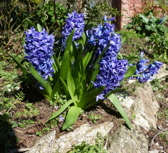 Blue hyacinth.JPG