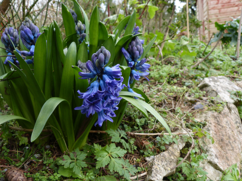 Blue hyacinth.JPG