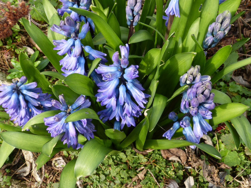 Blue hyacinth.JPG