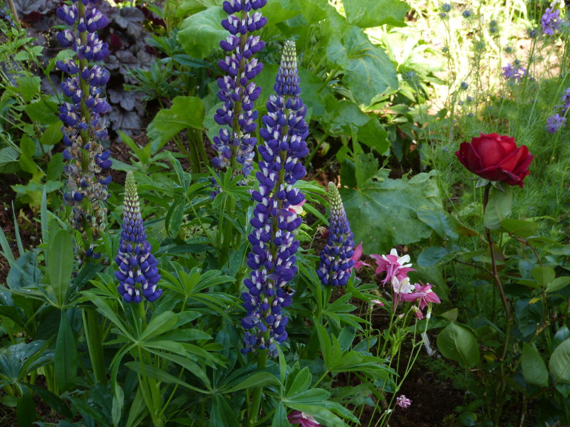 Blue Lupin.JPG