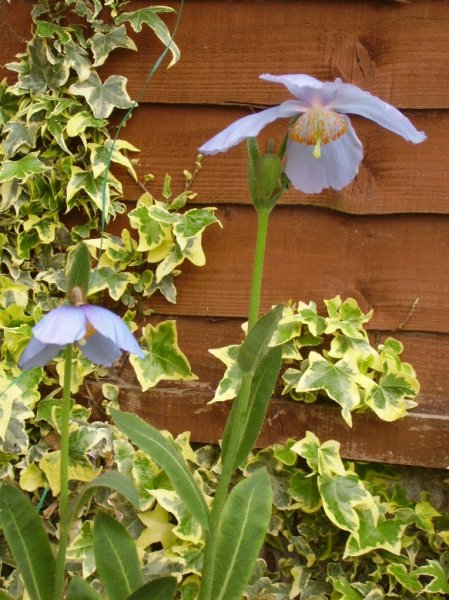 blue poppy fertile group smll pic.JPG