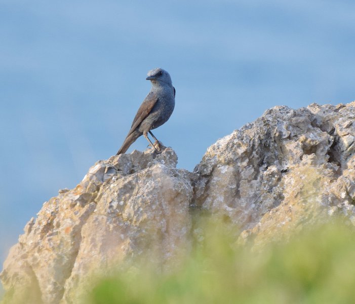 Blue Rock Thrush 3.jpg