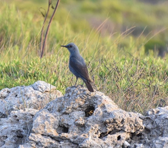 Blue Rock Thrush 4.jpg