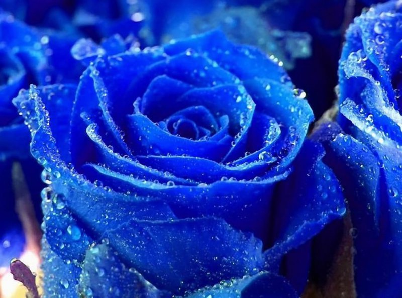 Blue-roses-with-water-droplets.jpg