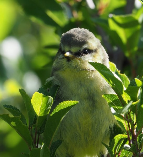 blue tit baby.jpg