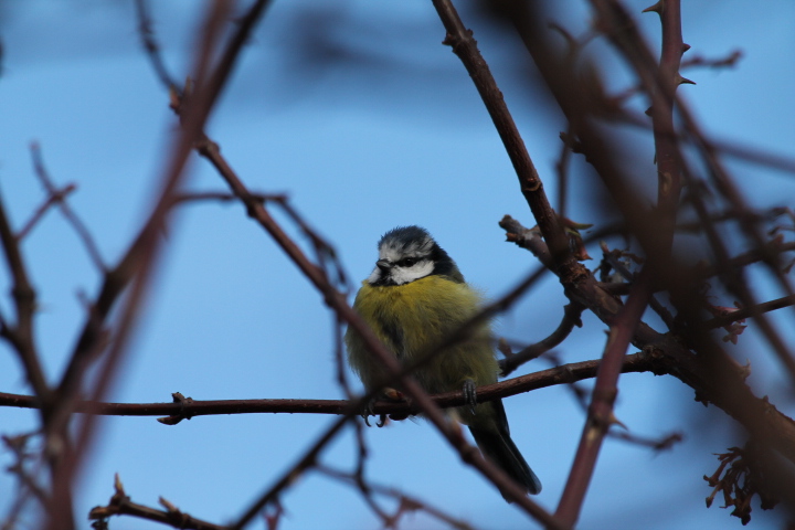 blue tit.jpg