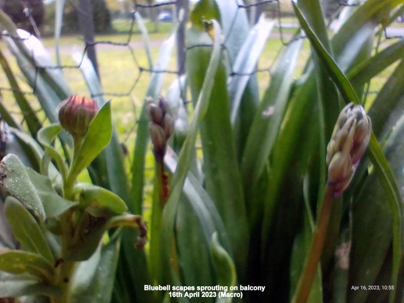 Bluebell scapes sprouting on balcony 16th April 2023 (Macro).jpg