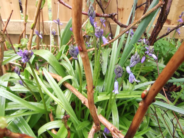 Bluebells.jpg