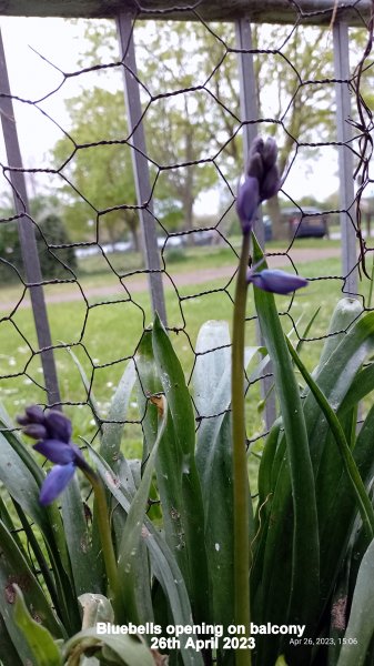 Bluebells opening on balcony 26th April 2023.jpg