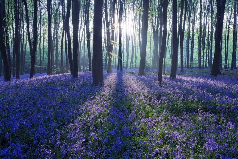 bluebellsunrise_1.jpg