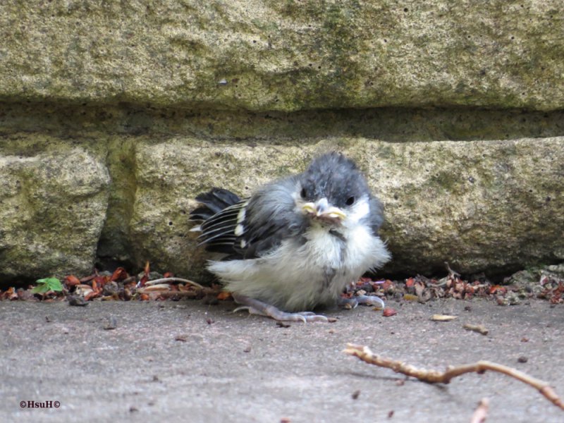 Bluetit baby (2)a.jpg