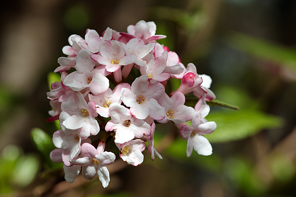 Bodnantense-f8.jpg