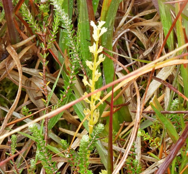 Bog Orchid 3.JPG