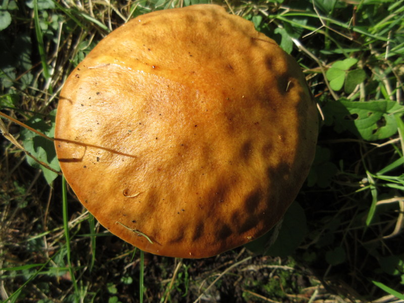 BOLETUS  EDULIS 13-09-2022 11-54-37.JPG