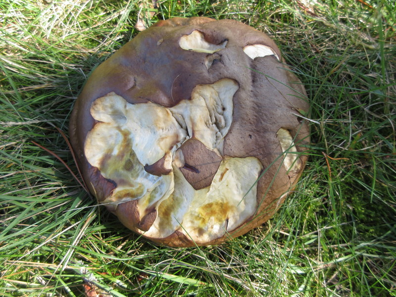 BOLETUS  EDULIS 13-09-2022 12-00-53.JPG