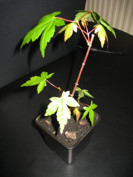 bonsai-acer-001.JPG