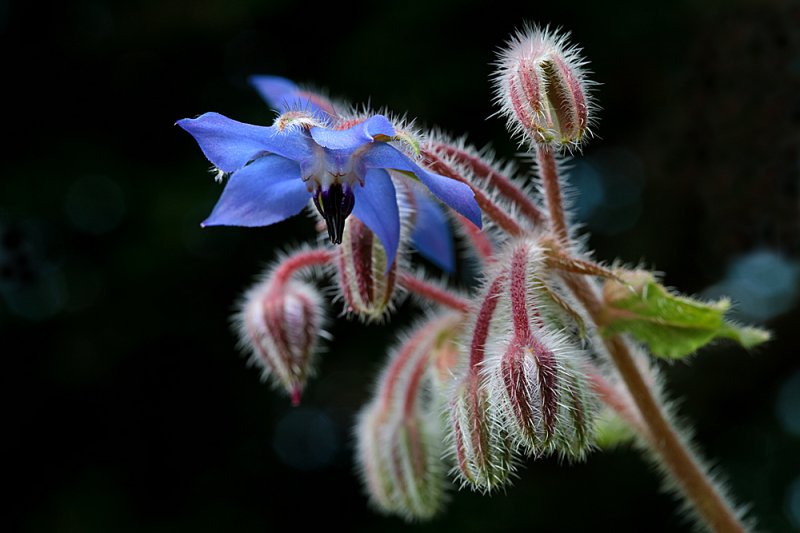 Borage-3-cleaned.jpg