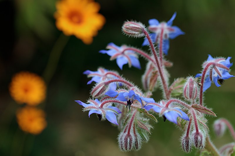 Borage.jpg