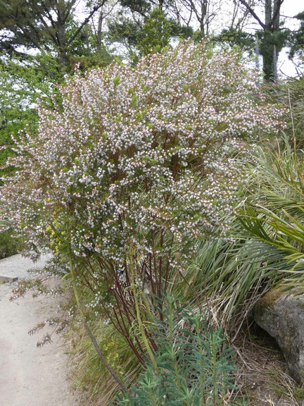 Boronia spp  01 - small.jpg