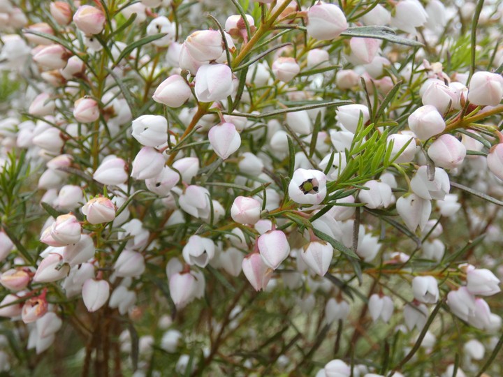 Boronia spp  02 - small.jpg