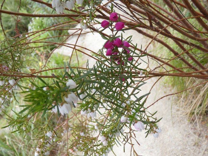 Boronia spp  04 - small.jpg