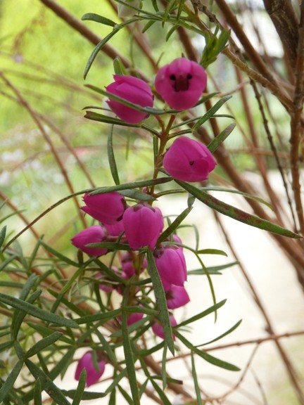 Boronia spp  05 - small.jpg