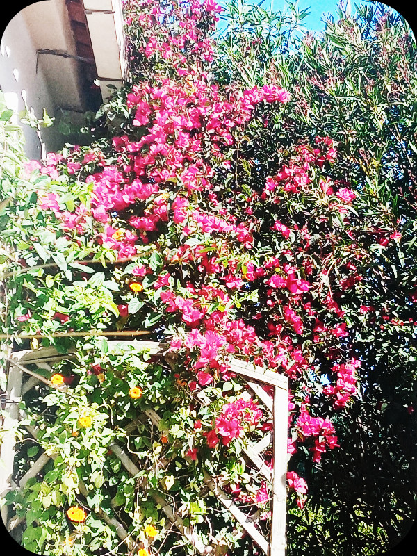 Bougainvilla 12 Apr 24.jpg