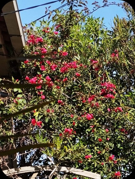 Bougainvilla 12 Jan 25.jpg