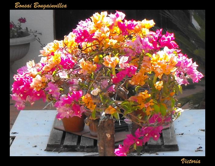 Bougainvillea Bonsai2.jpg