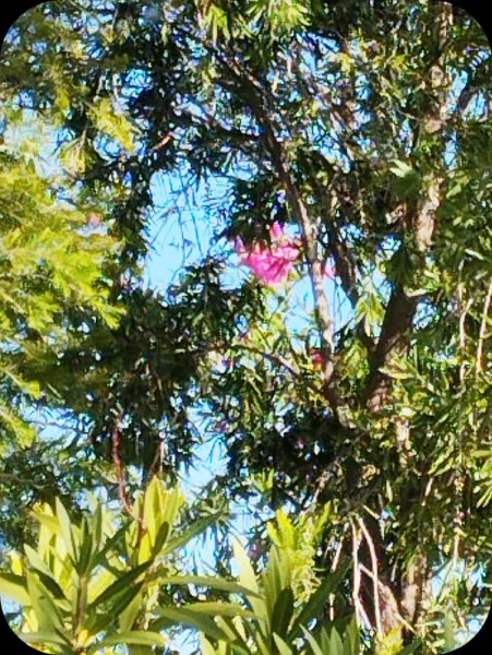 Bougie through Callistemon 11 Dec 24.jpg