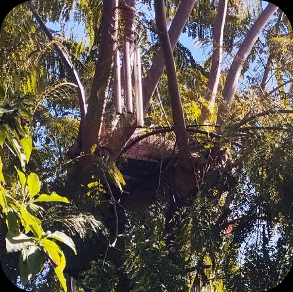 Boy in Tree House2 20 Feb 25.jpg