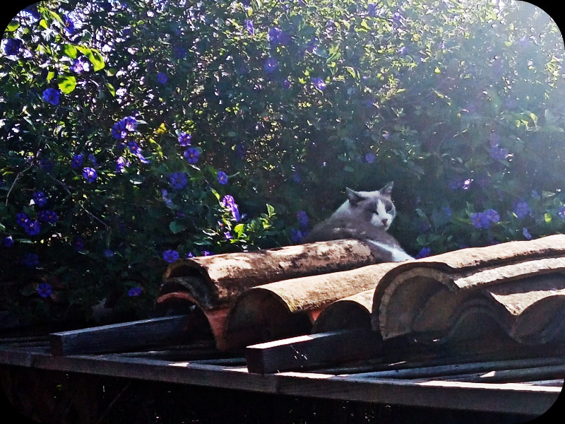 Boy on Jungle Roof1 11 Nov 23.jpg