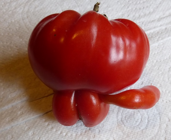 boy tomato2.jpg