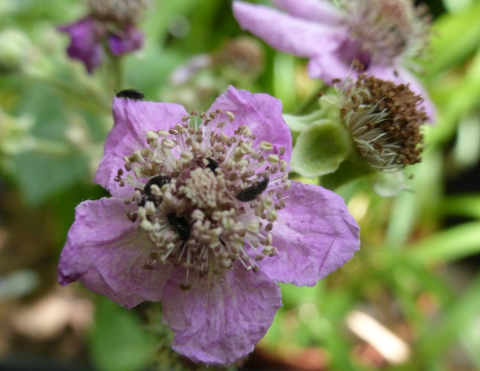 bramble blossom.jpg