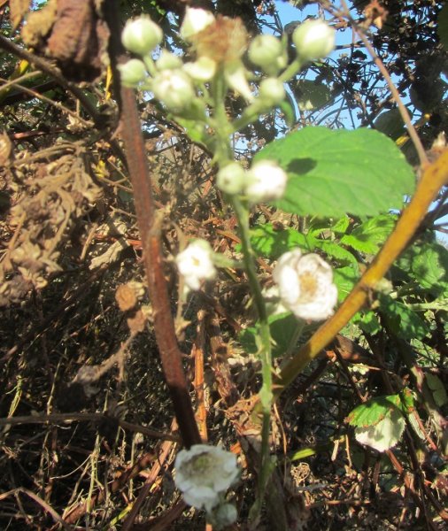 bramble flowers Oct.jpg