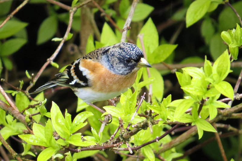 Brambling-garden.jpg