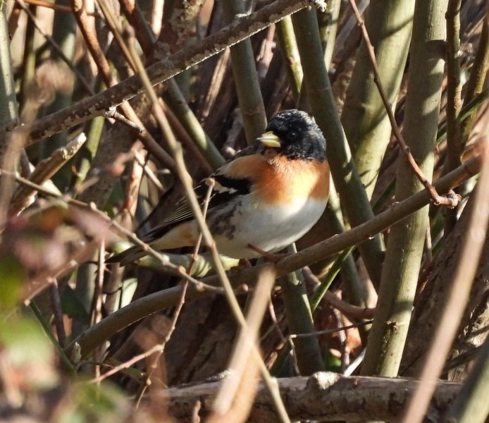 Brambling - Lytchett Fields (12).jpg